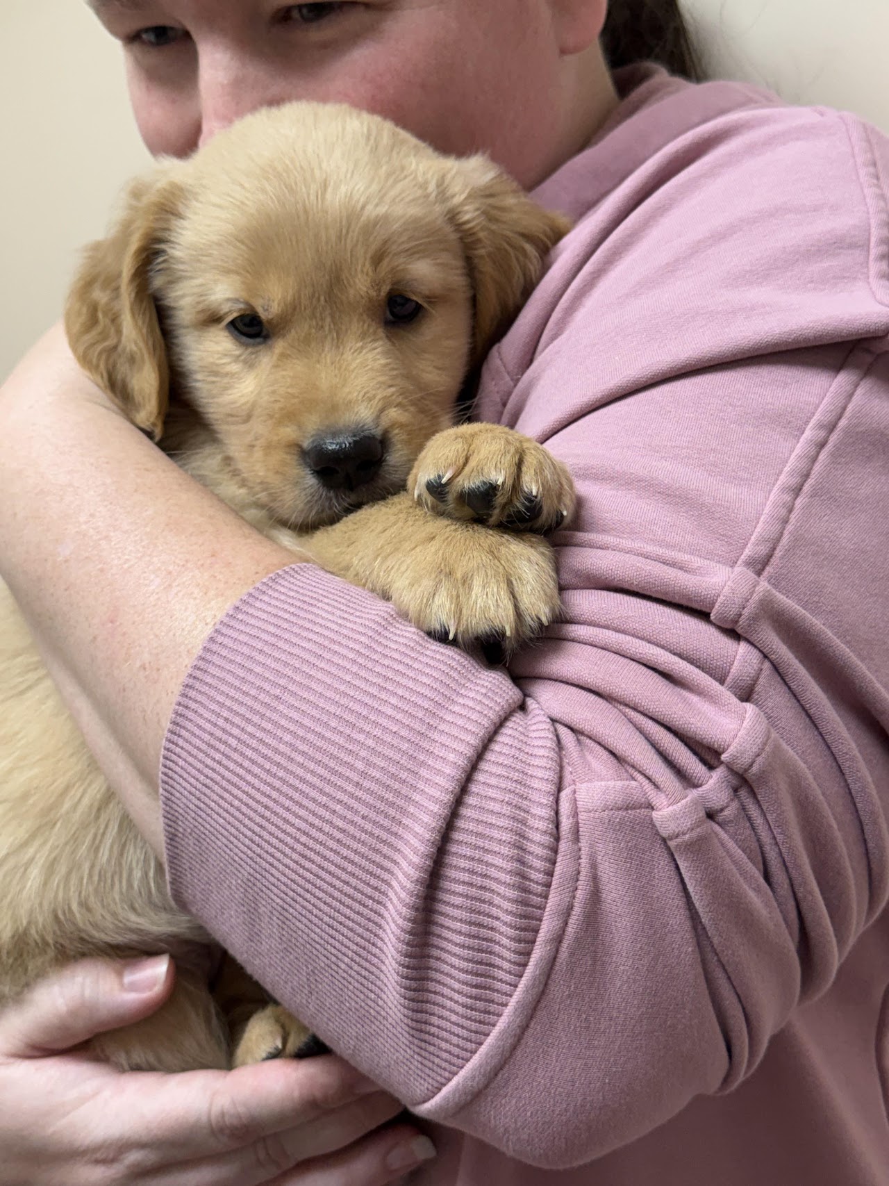 LMU Goldens puppy