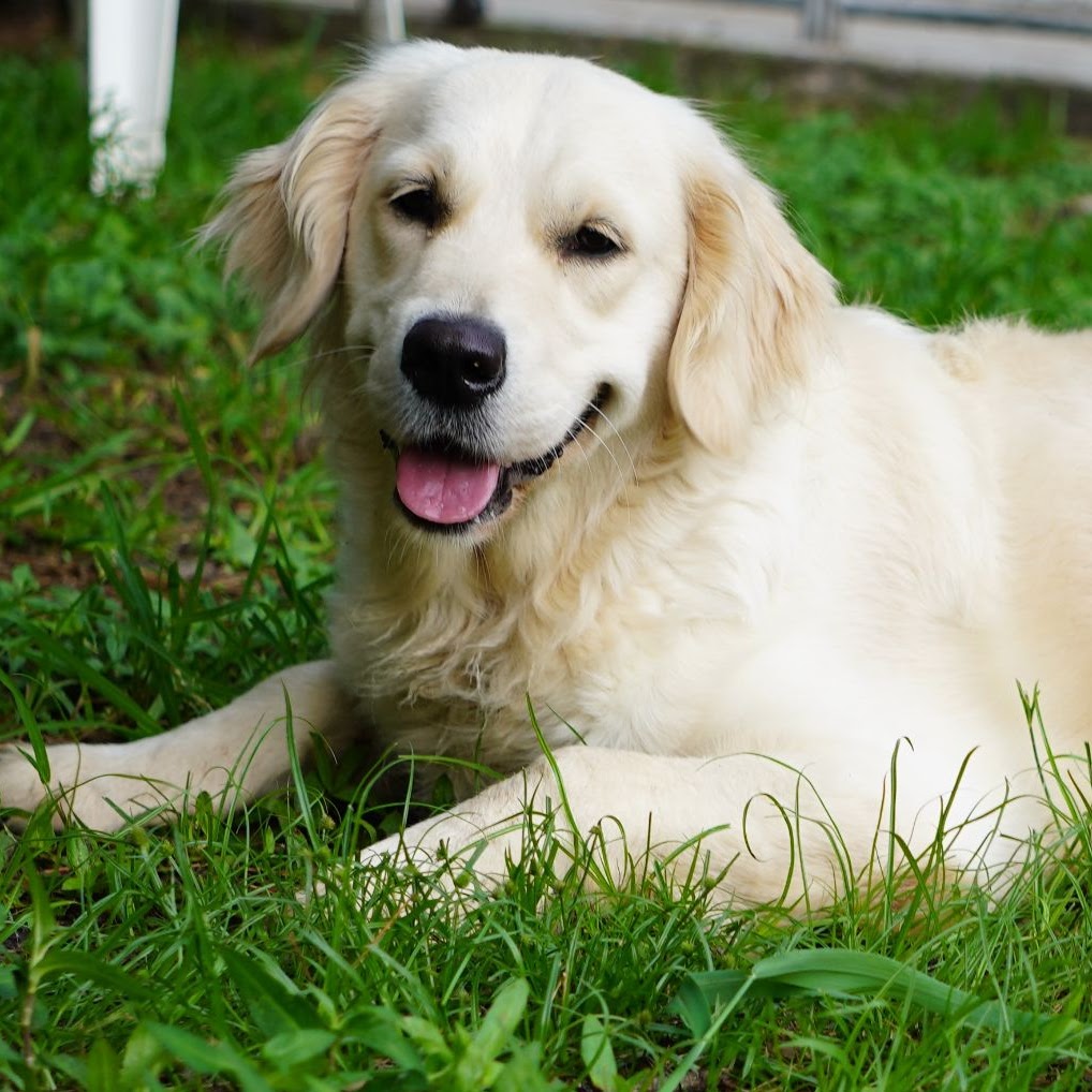 Sky Golden Retriever