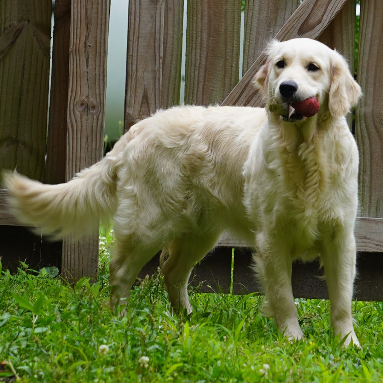 Star Golden Retriever